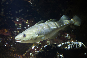 Atlantic cod (Gadus morhua).