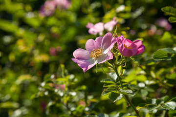 Blooming dog-rose.