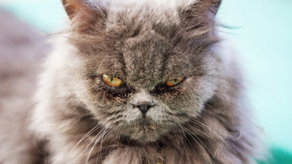 close up of the face of a gray Persian cat.