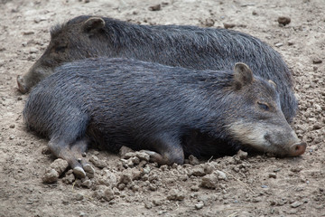 Southern white-lipped peccary (Tayassu pecari albirostris)