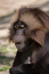 Gelada baboon (Theropithecus gelada)