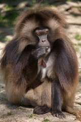 Gelada baboon (Theropithecus gelada)