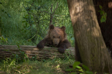 Kamchatka brown bear (Ursus arctos beringianus)