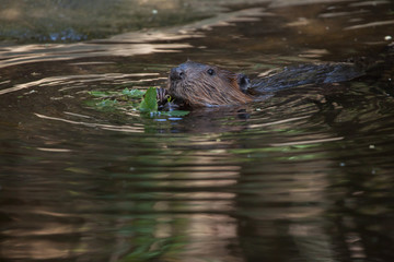 North American beaver (Castor canadensis)
