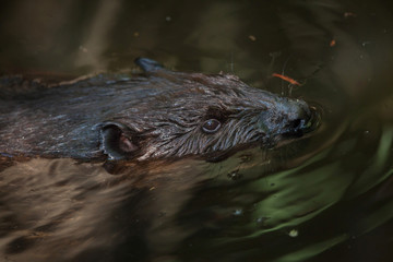 Obraz premium North American beaver (Castor canadensis)