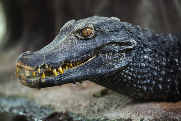 Fototapeta premium Cuvier's dwarf caiman (Paleosuchus palpebrosus)