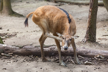 Pere David's deer (Elaphurus davidianus) © Vladimir Wrangel