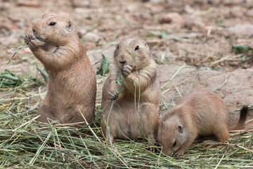 Black-tailed prairie dog (Cynomys ludovicianus)