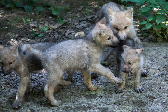 Fototapeta Arctic wolf (Canis lupus arctos)