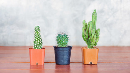 Cactus collection in small flower pots.