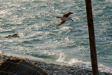 Seagulls are fighting with the wind over the Black Sea in Gelendzhik. Russia.