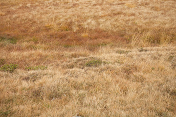 yellow grass from a dry savannah