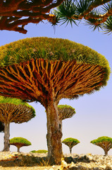 Obrazy na Szkle  large endemic amazing dragon trees. Island  Socotra.  Sunny bright day at the exotic land.  