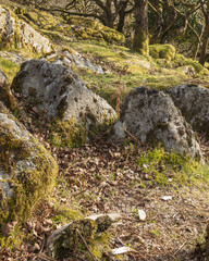 Fototapeta na wymiar Wistman's wood in Dartmoor.