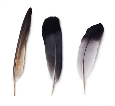 set of three pigeon feathers