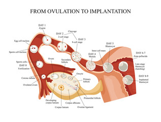 From ovulation to implantation. - obrazy, fototapety, plakaty