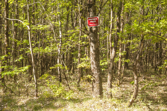 Sologne Woodland