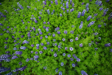 Lupine Field top view, Iceland.