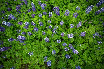 Lupine Field top view, Iceland.
