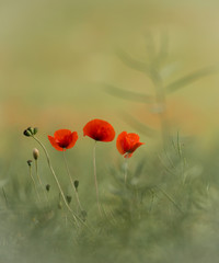 Poppies