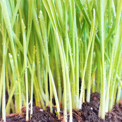 Fototapeta premium Green grass in soil