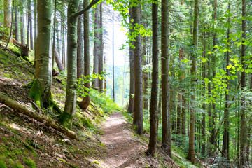 Path through green trees in forest