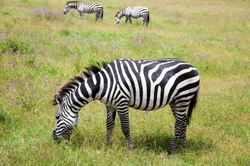 Fototapeta na wymiar Zebra grazing on lush meadows in Ngorongoro Crater Conservation Area, Tanzania. East Africa