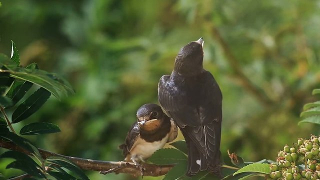 Two swift birds sitting on a branch of rowan tree