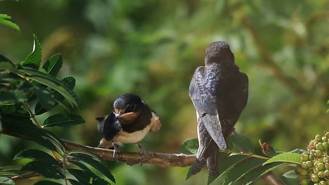 Two swift birds sitting on a branch of rowan tree