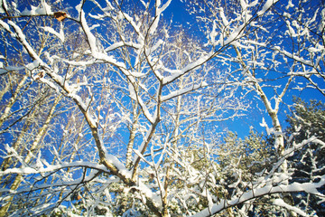 Trees in snow in the winter wood.Kroner of birches without leaves against the blue sky