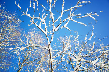 Trees in snow in the winter wood.Kroner of birches without leaves against the blue sky