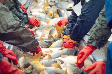 Foto auf Acrylglas Fish Fangbiomasse und manuelles Sortieren von Fischen
