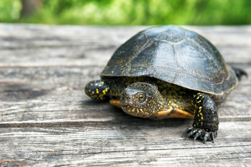  Big turtle on old wooden desk