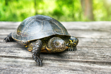  Big turtle on old wooden desk