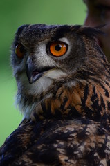 Eule mit schönen orangen Augen