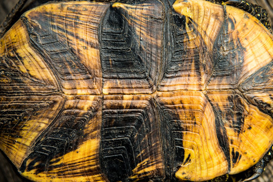 Texture of turtle shell