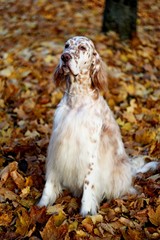 Autumn english setter portrait on autumn leaves background in the city park in soft focus