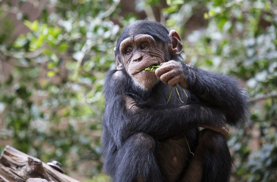 Chimp