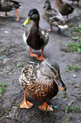 ducks are on the ground closeup