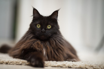 Maine Coon cat lying on the floor.