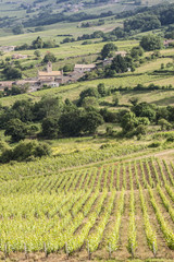 Fototapeta na wymiar Chasselas vineyards in Burgundy.