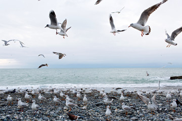 seagulls on the sea