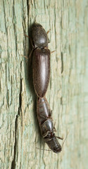 Mating click beetles on wood