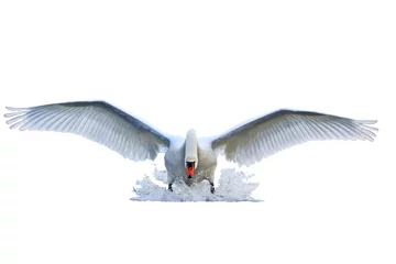 Keuken foto achterwand Zwaan knobbelzwaan met open vleugels loopt op water geïsoleerd wit