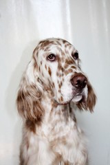 English setter head portrait on the white background. Spotty pure breed dog og hunting breed