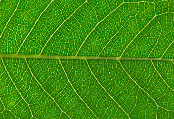 Obraz premium close up of green leaf texture