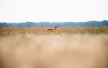 Solitary red deer stag standing in high grass. National park Hog