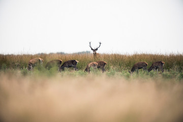 Red deer stag standing in high grass looking over herd of hinds.