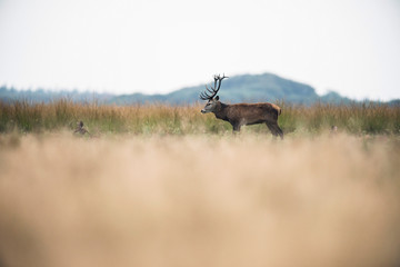 Male red deer standing in high grass. National park Hoge Veluwe.