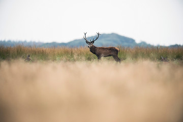 Male red deer standing in high grass. National park Hoge Veluwe.